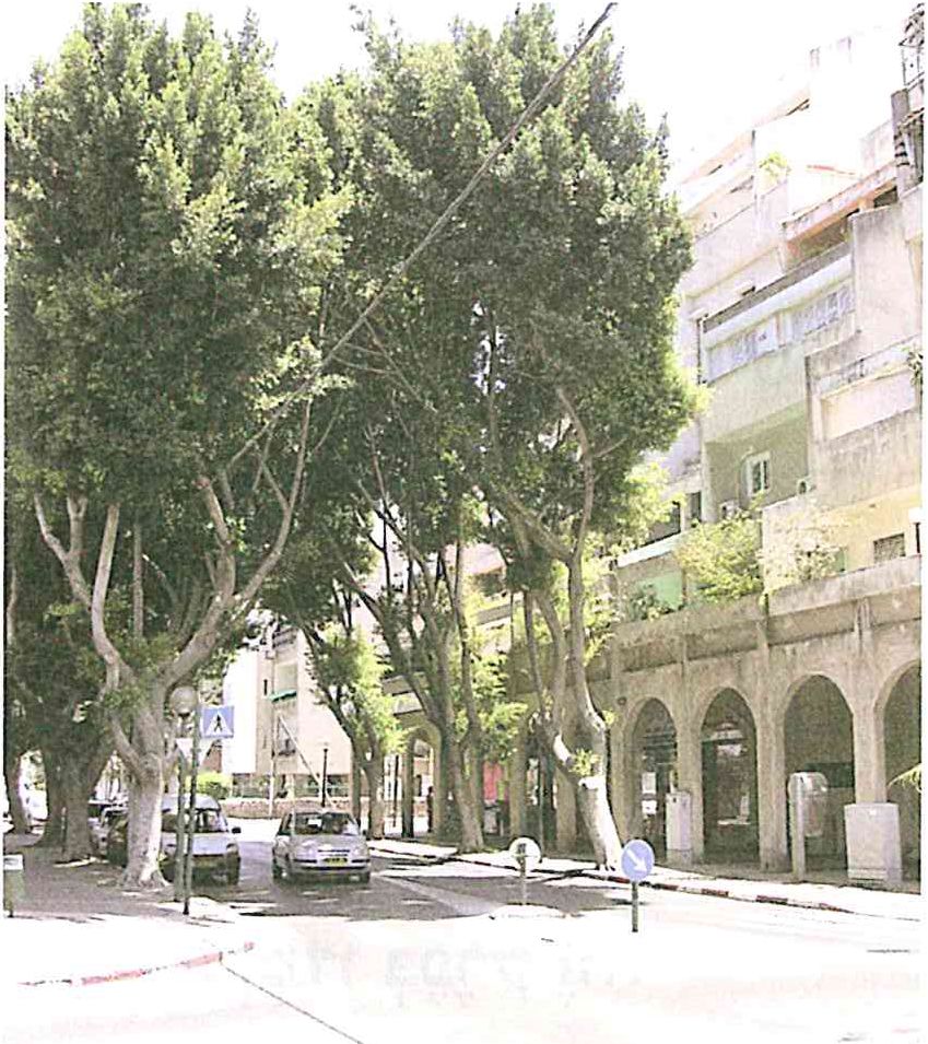 (בספר תמונה של שדרה ברחוב באזור מגורים )